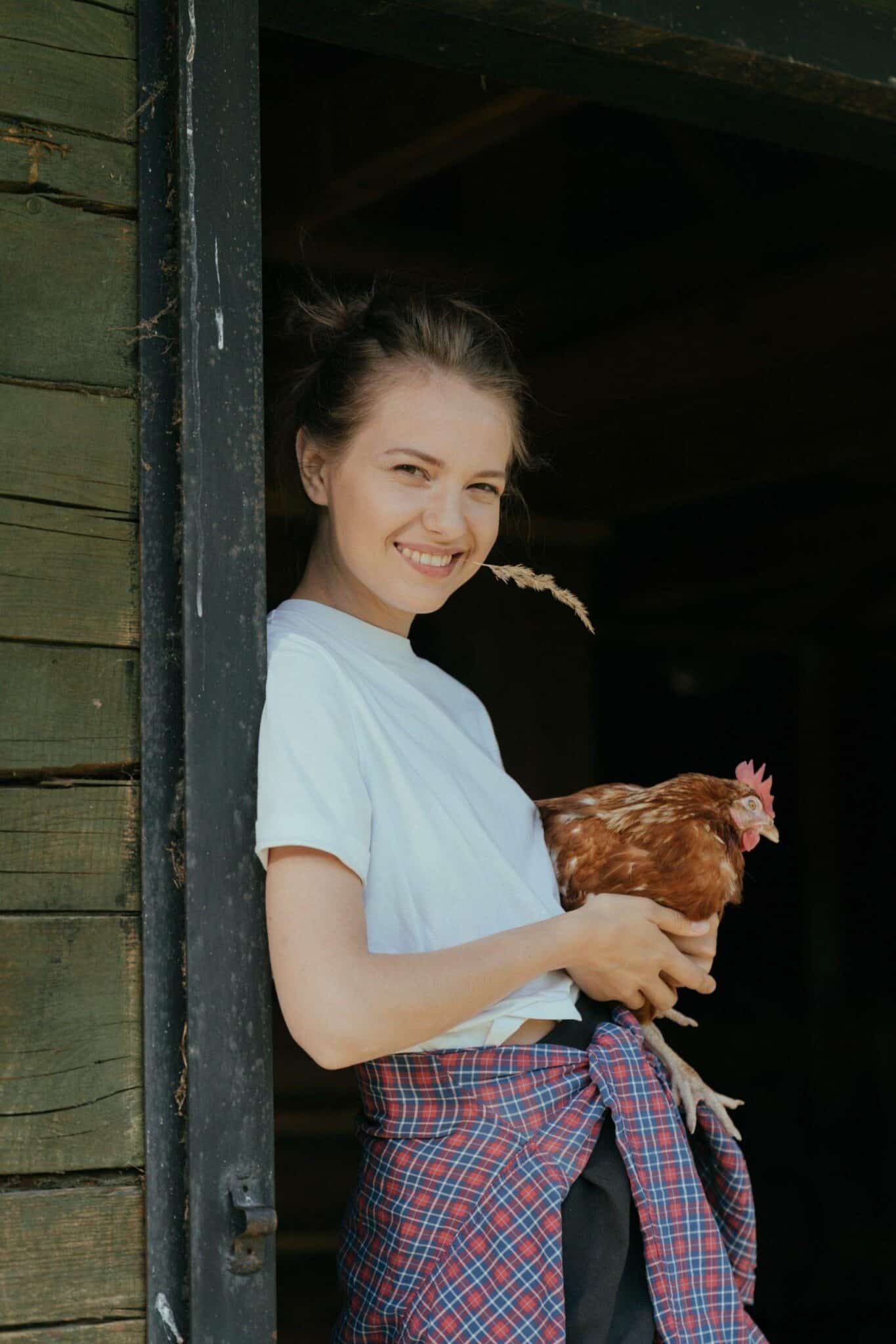 Do my chickens like me? The most common ways chickens show affection to  humans  Run Chicken Do my chickens like me? The most common ways chickens  show affection to humans 
