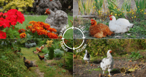 chickens in backyard - chickens in garden