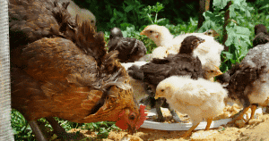 chicken behavior