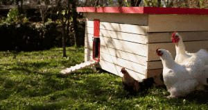 raising Chickens - newborn chicks