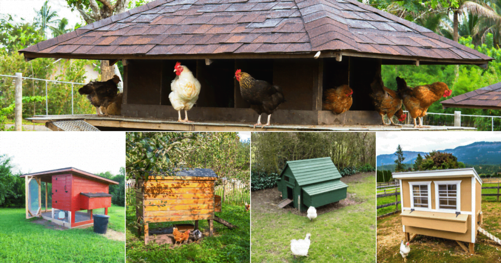 chicken coop location - happy chickens