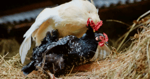 chicken behavior