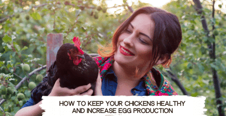 healthy chickens - increase egg production
