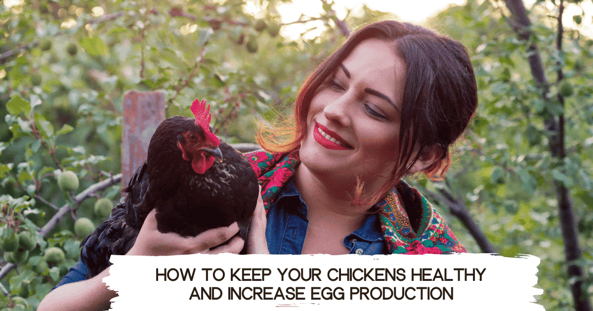 healthy chickens - increase egg production