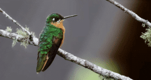chicken behavior - Brazilian hummingbird