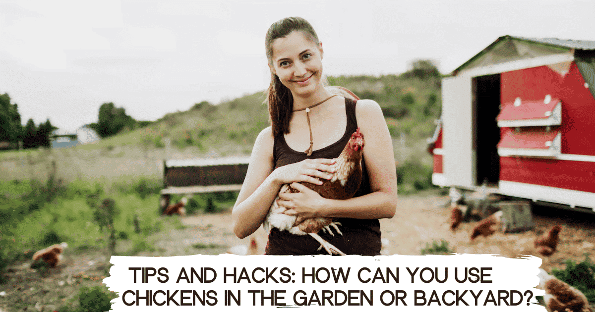 chickens in backyard - chickens in garden