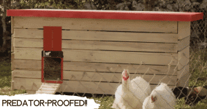 easy chicken coop ideas - small yard tips
