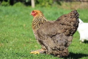 chicken breed - brown chicken - meat
