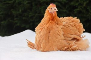 beautiful chicken breeds - special chickens