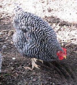 chicken breeds - meat - large eggs