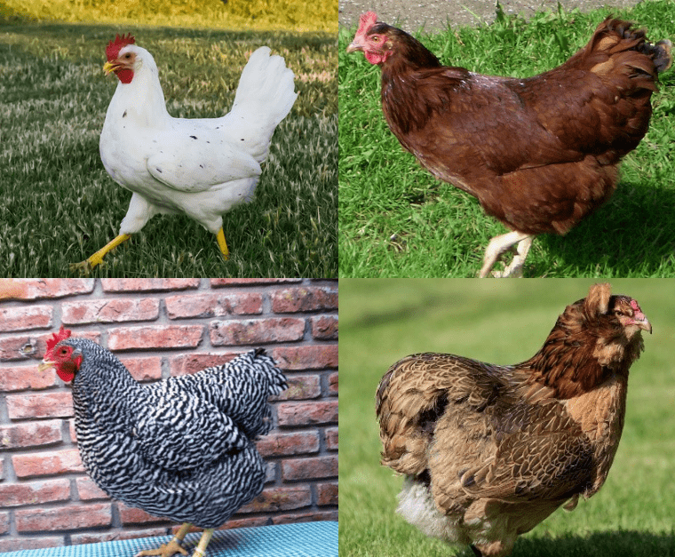 chicken breeds