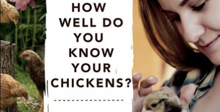 chickens - chicken breeds - quiz