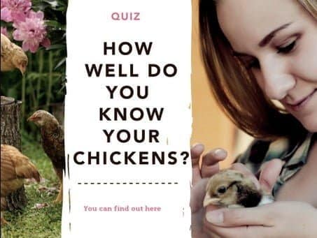 chickens - chicken breeds - quiz