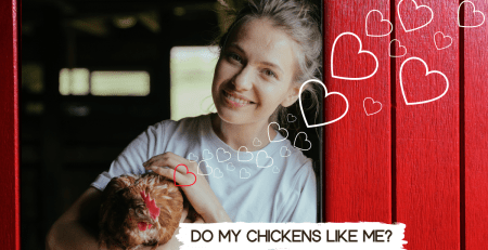 chicken affection - chicken lovers