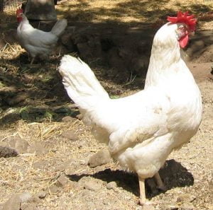 chicken breeds - white chichen
