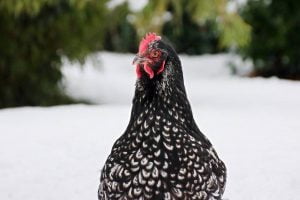 chicken breeds - backyard poultry