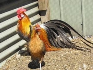 beautiful chicken breeds - special chickens