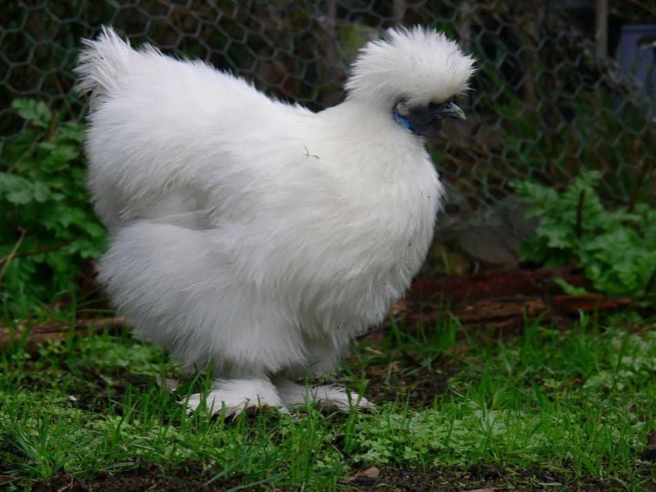 ornamental chicken breeds