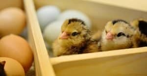 chicken breeds - hatching chickens
