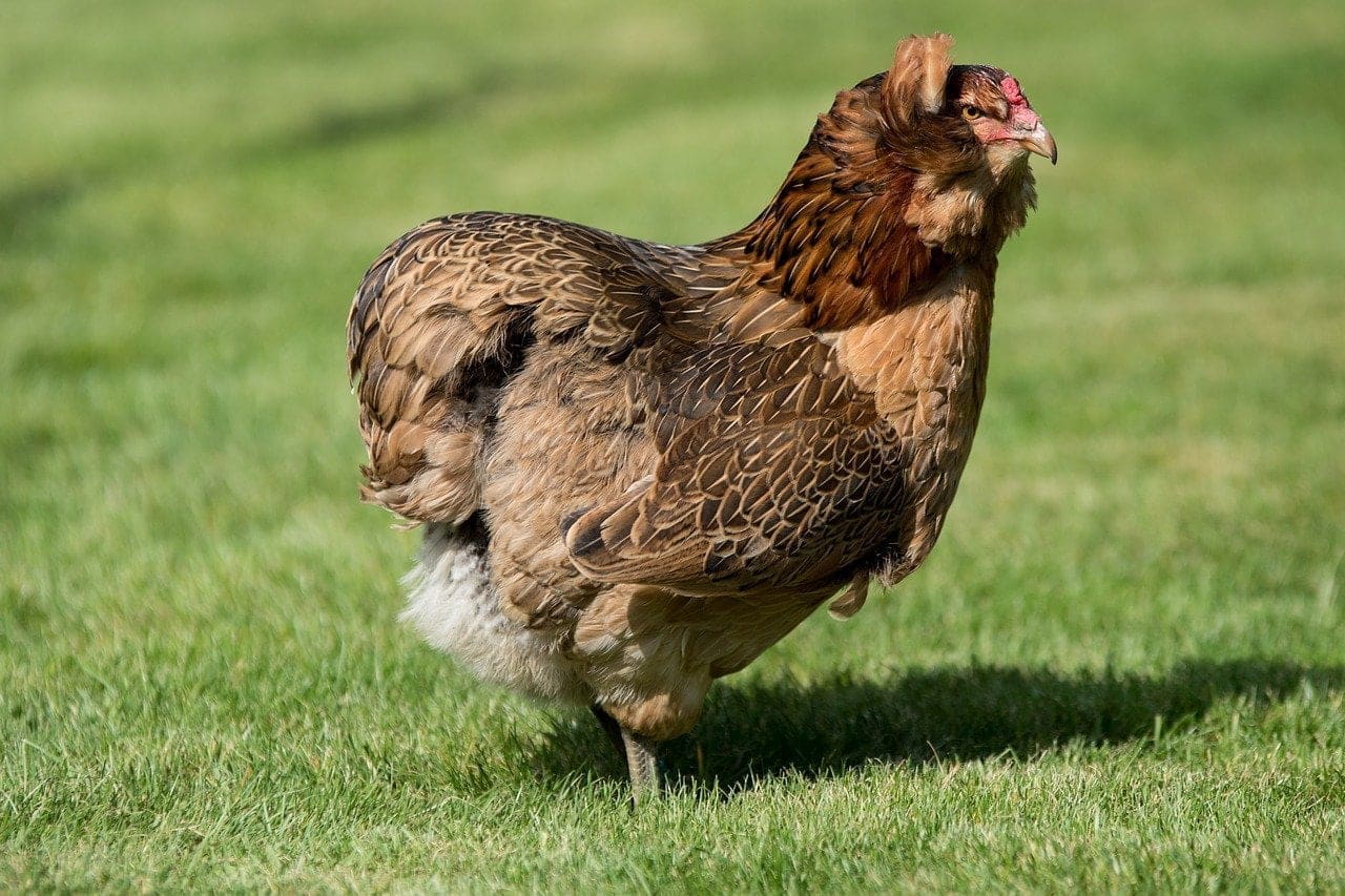 5 Beautiful Ornamental Chicken Breeds