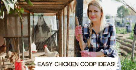 easy chicken coop ideas - small yard tips