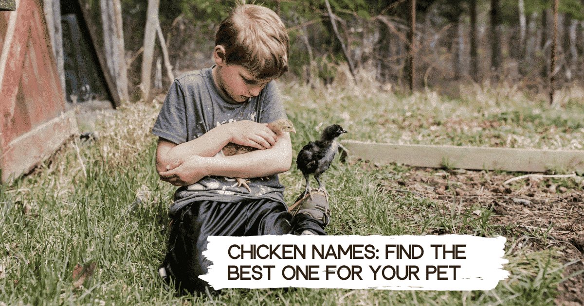 chicken lover - chicken names
