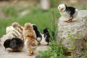 chicken breeds - hatching chickens