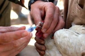 chicken diseases, chicken health care, chicken vaccination