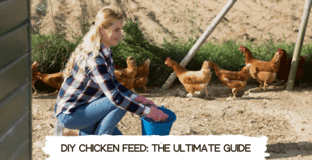 DIY chicken feed - homemade chicken food