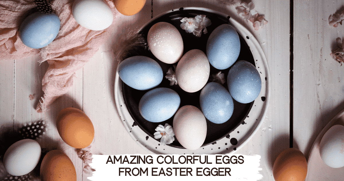 Amazing colorful eggs from Easter egger chickens and other chicken breeds