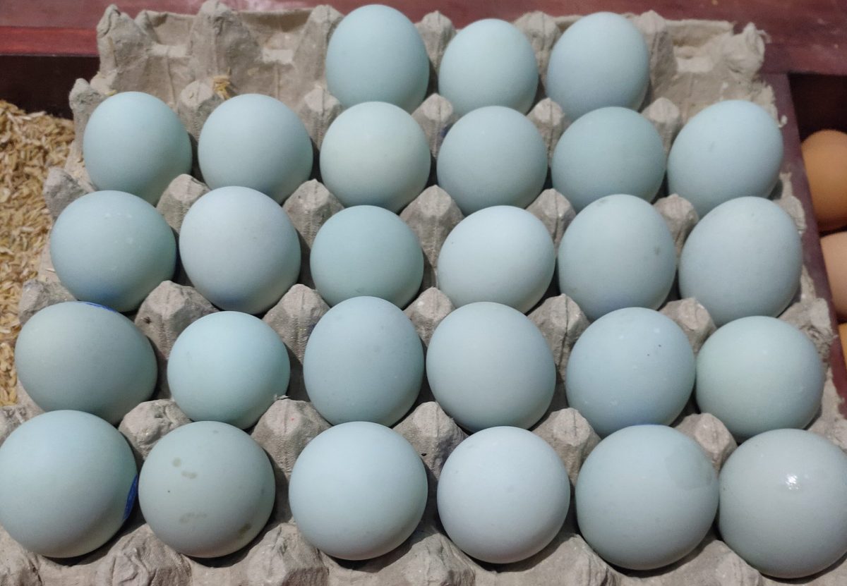 Amazing colorful eggs from Easter egger chickens and other chicken breeds