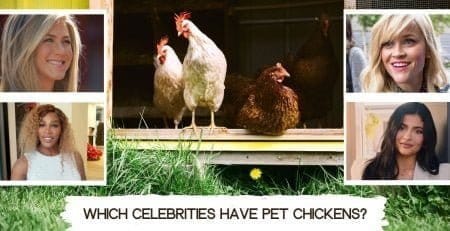 celebrities with pet chickens