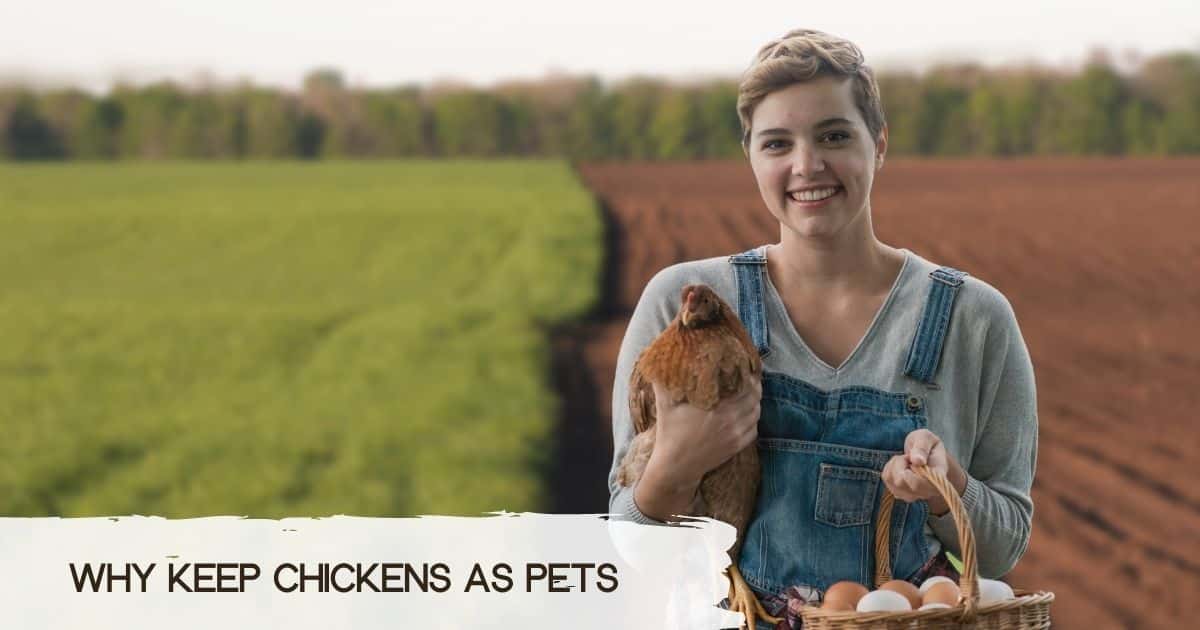 pet chickens