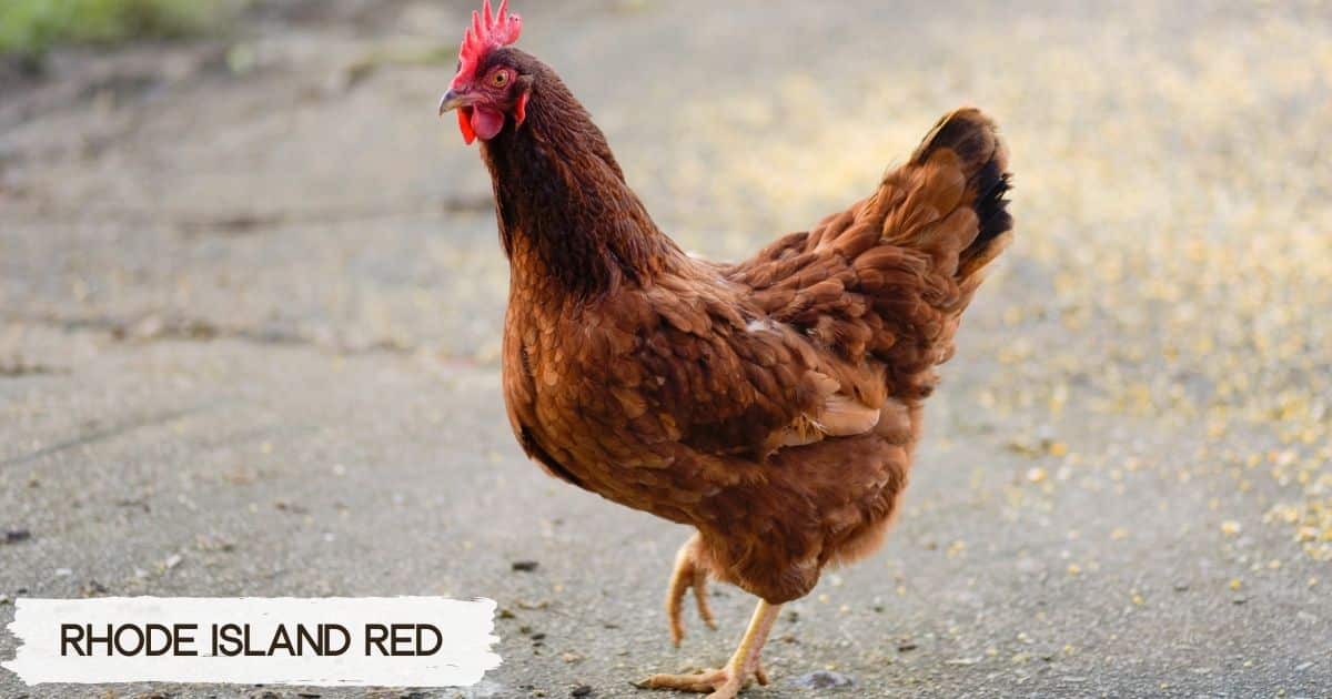 rhode island red-pet chickens