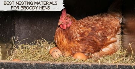 Best-nesting-materials-for-nesting-box