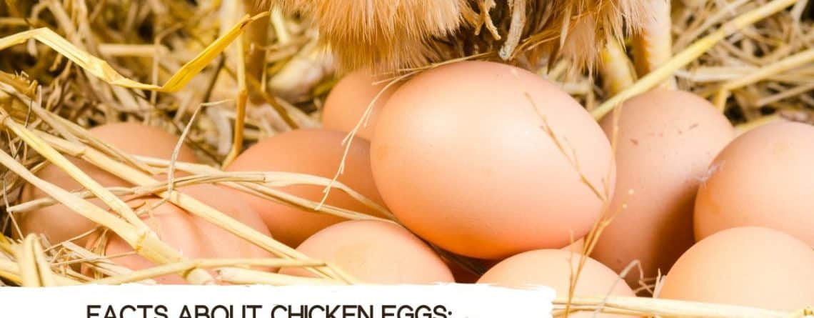 facts-about-chicken-eggs