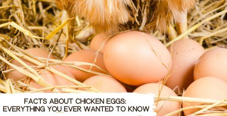 facts-about-chicken-eggs