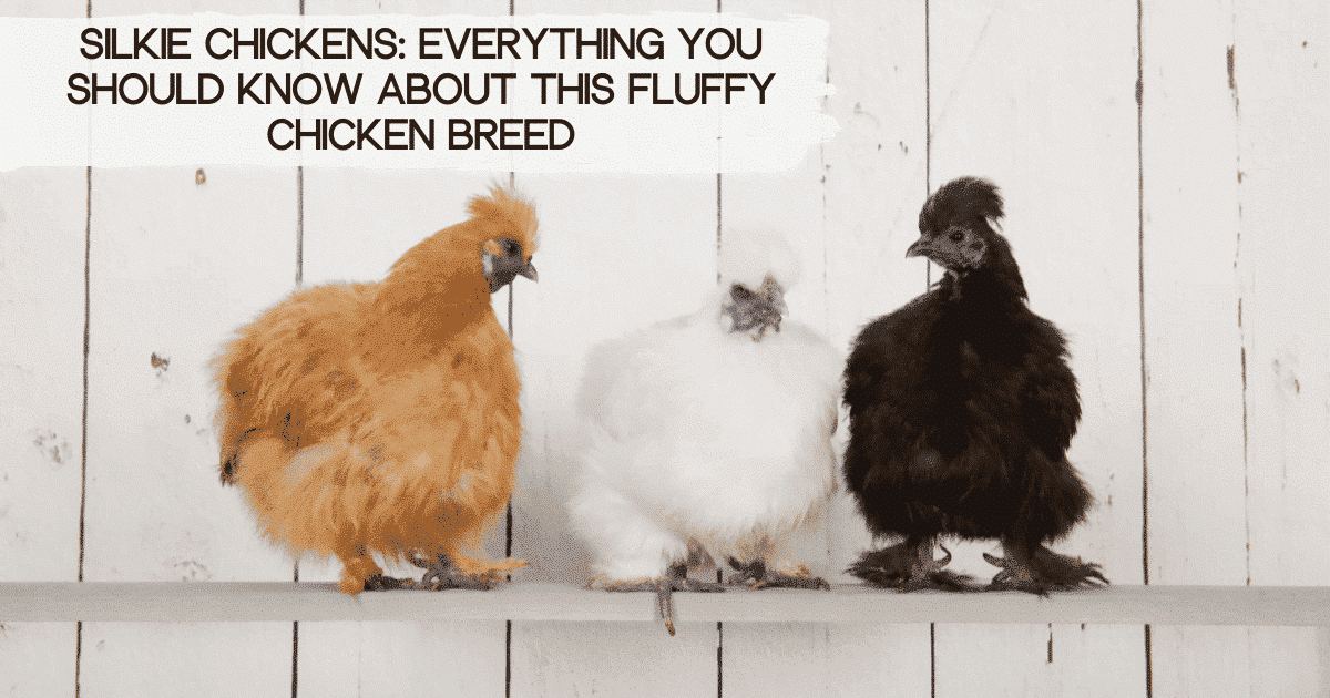 Silkie Chicken Color Chart