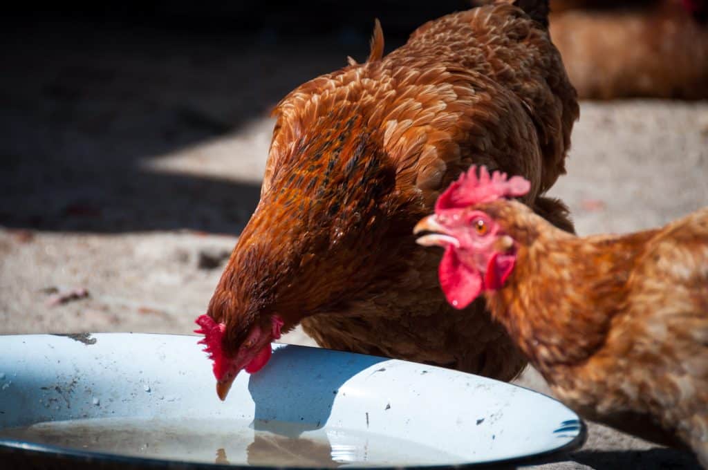 Two chickens drink water from the bowl