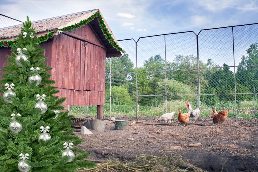 Chickens near their chicken coop