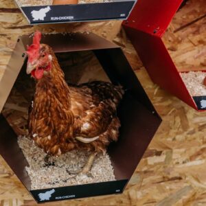 Run Chicken nesting box