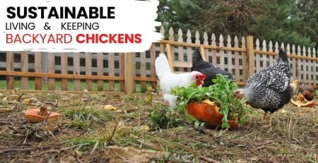 sustainable living and keeping chickens