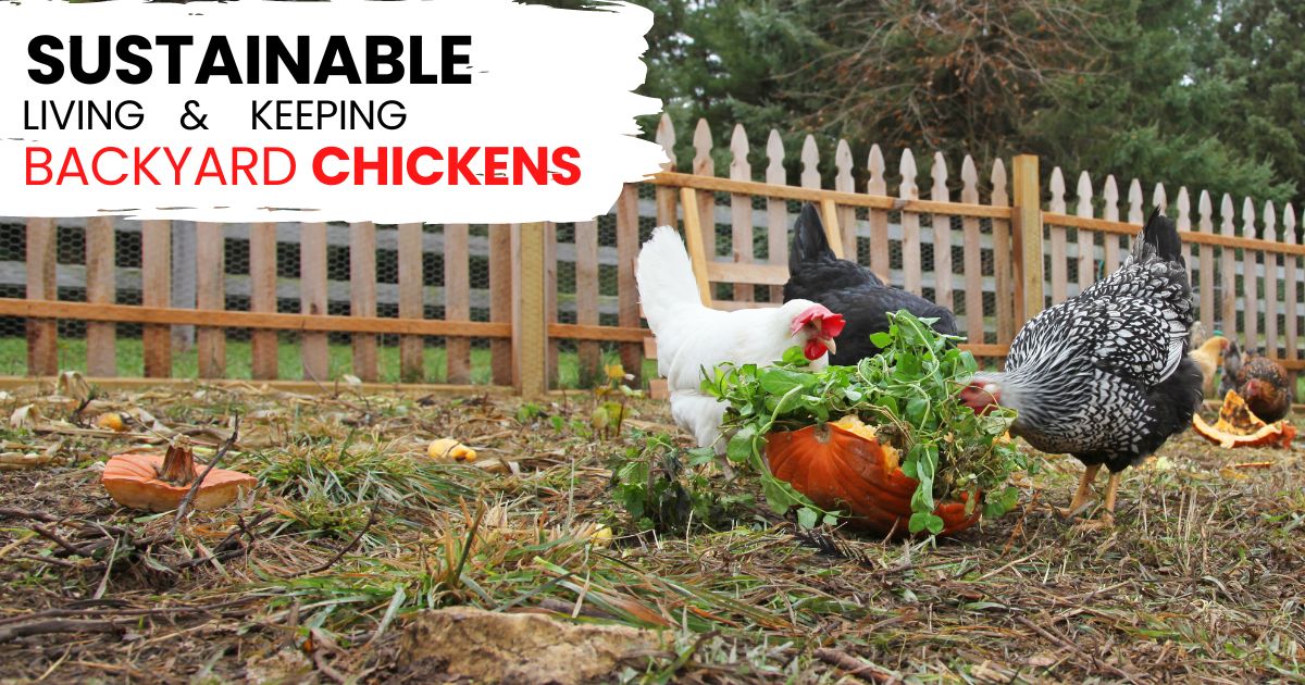 sustainable living and keeping chickens