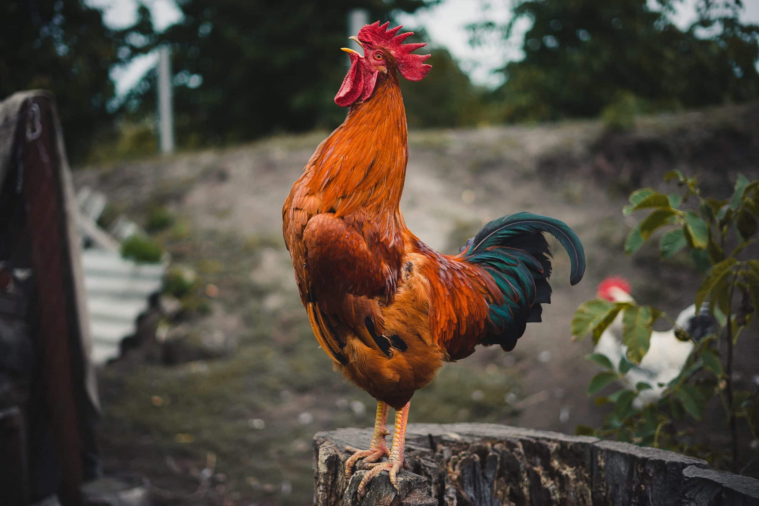 Taming That Tyrant Rooster - Keeping your Hens Safe from an