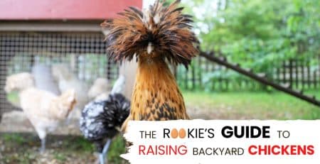 guide to raising backyard chickens