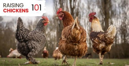 raising chickens 101
