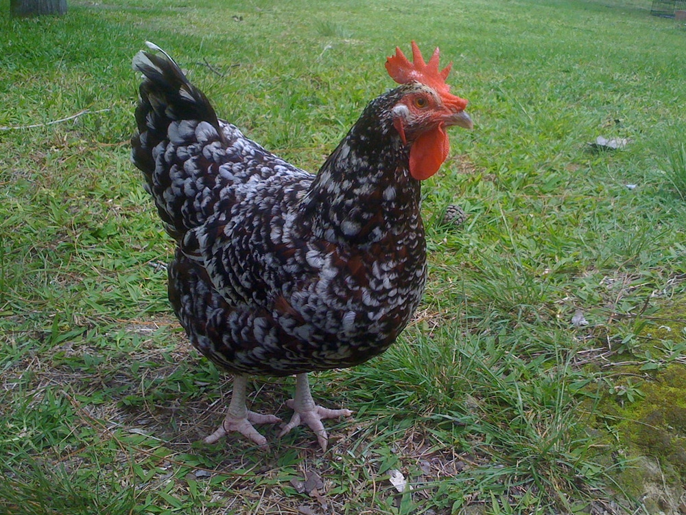An Ultimate Guide To The Best Egg-Laying Breeds: Ranking Chicken Breeds By  Egg Production