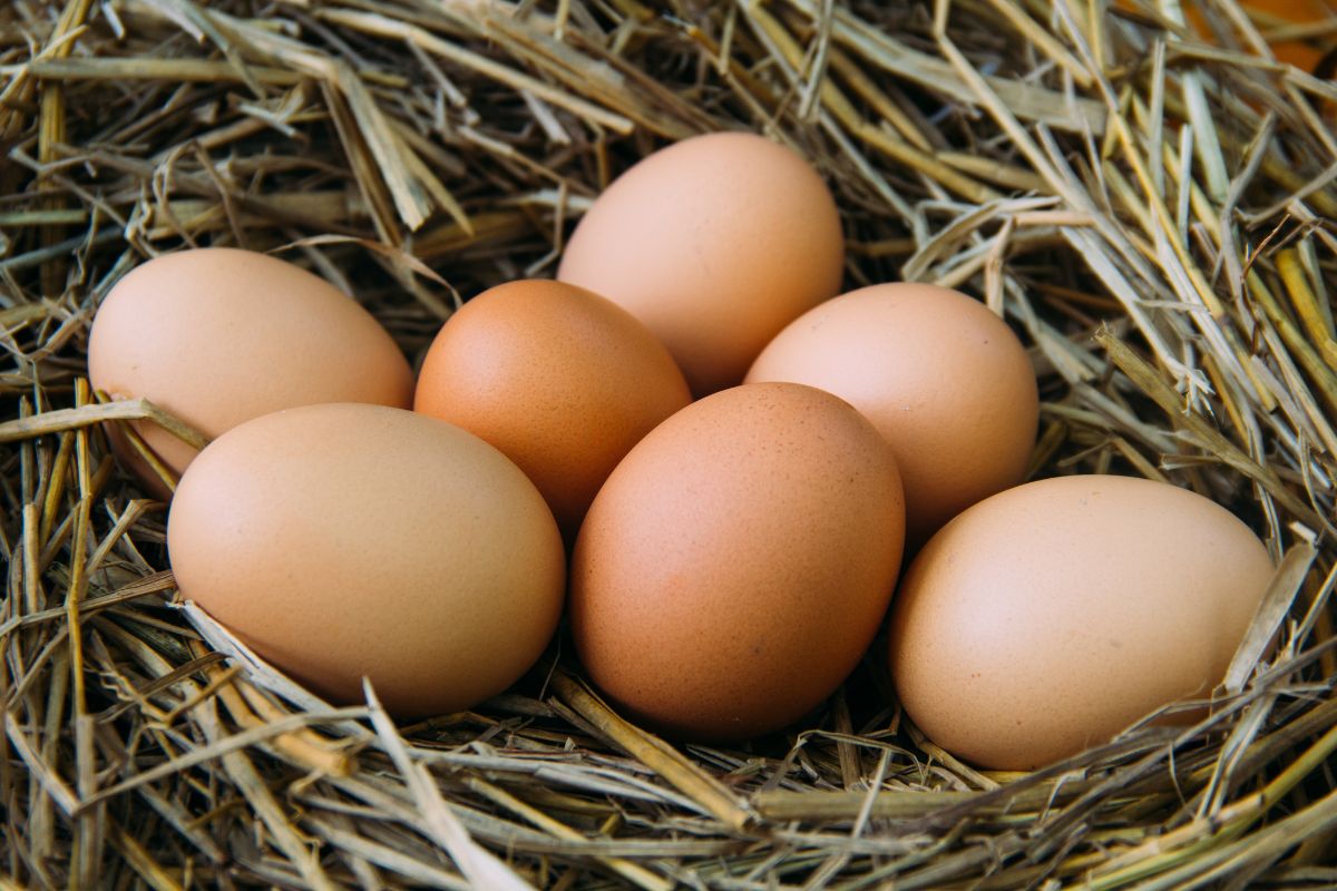 Test your eggs: Are they fresh? 5 ways to find out
