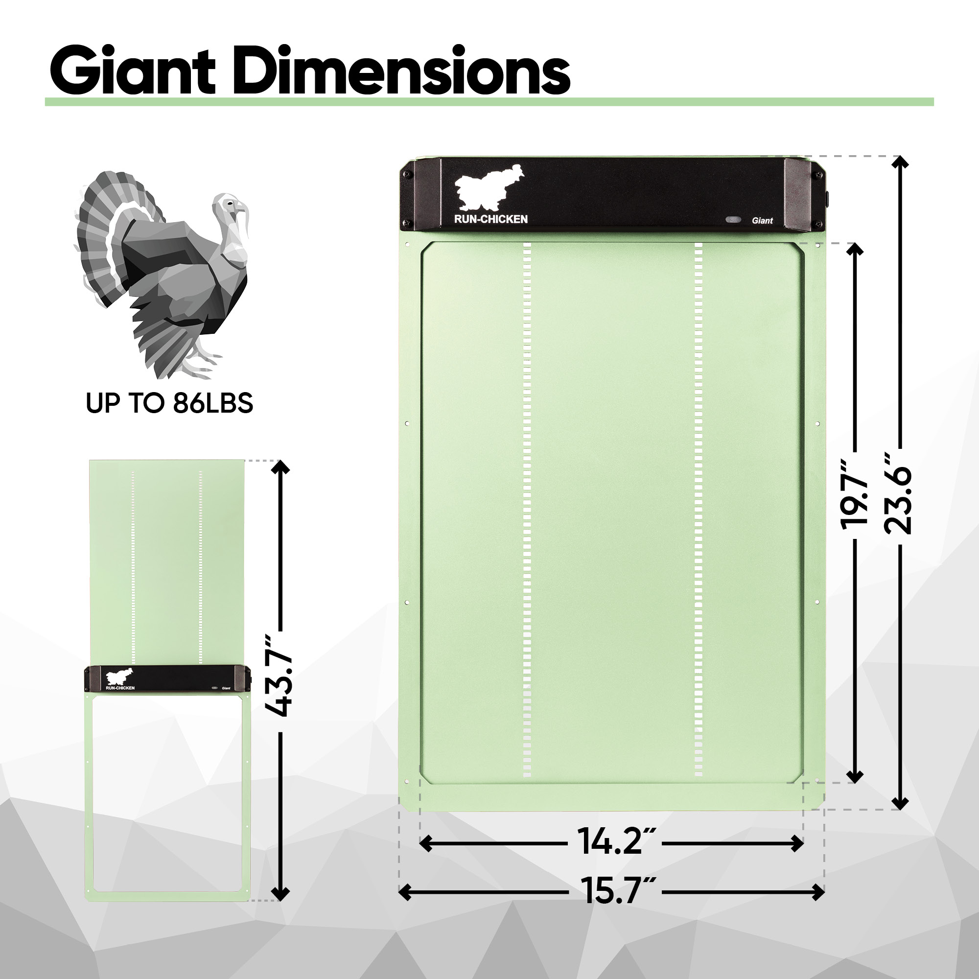 Giant Mint - Image 4