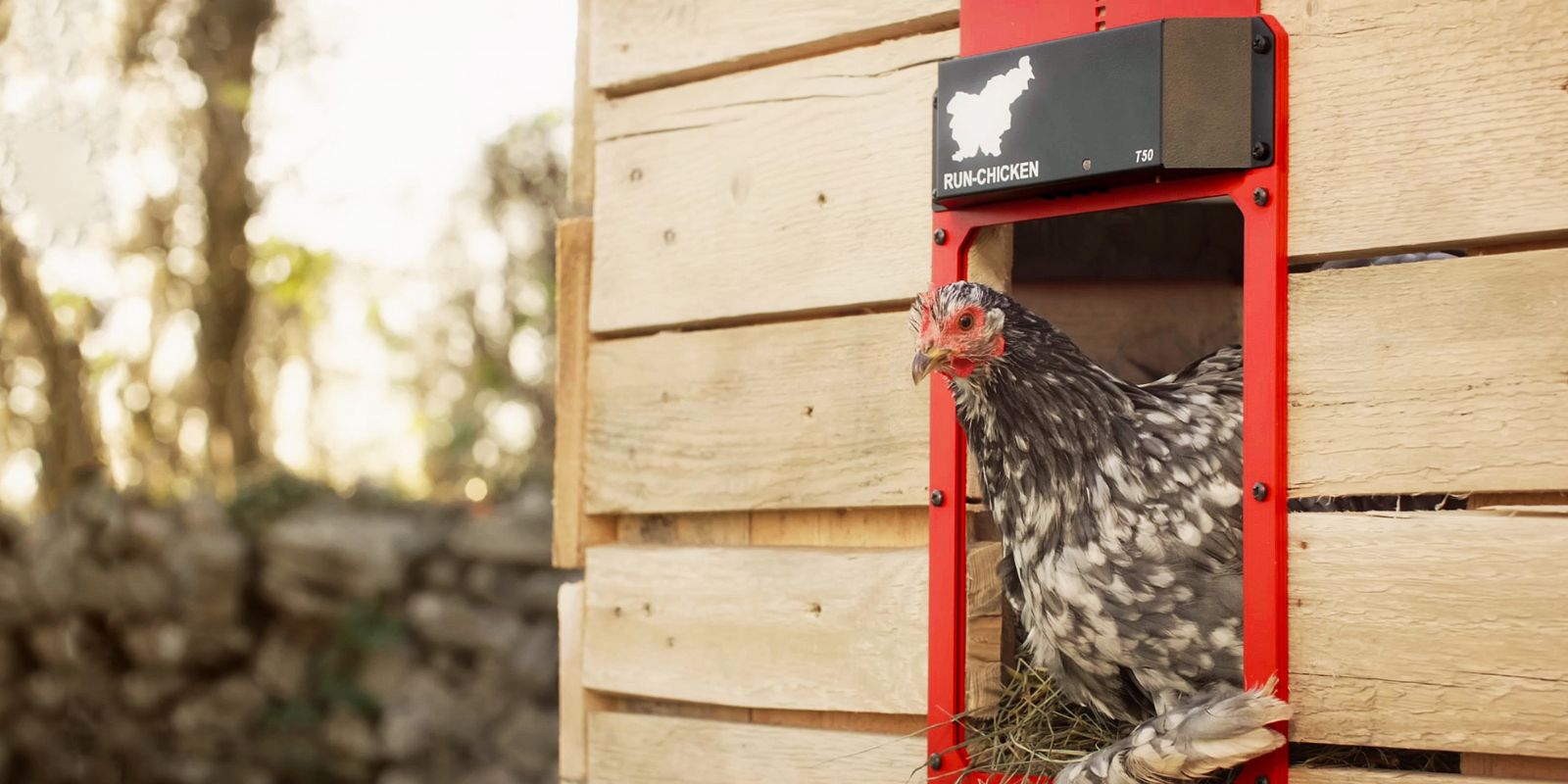 how big is a chicken coop door